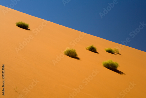 Plants on Sand Dune, Namib-Naukluft National Park, Namibia
