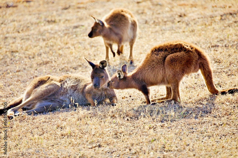 Fototapeta premium Känguru Familie
