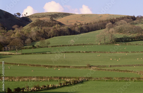 Spring Farm Scene with Sheep, Lorton, Lake District, England photo