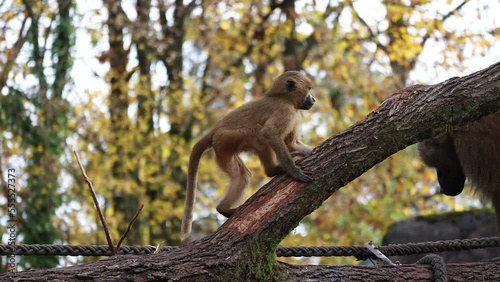 Baby of Guinea Baboon in Zoological Garden. Young Monkey Papio Papio Outside in Zoo.  photo