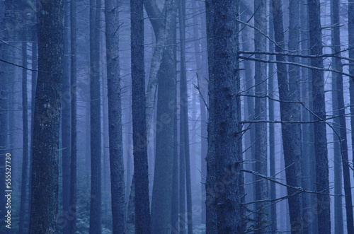 Forest, Rockport, Maine, USA photo