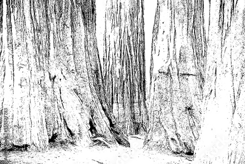 Sequoia wood transparent texture 
