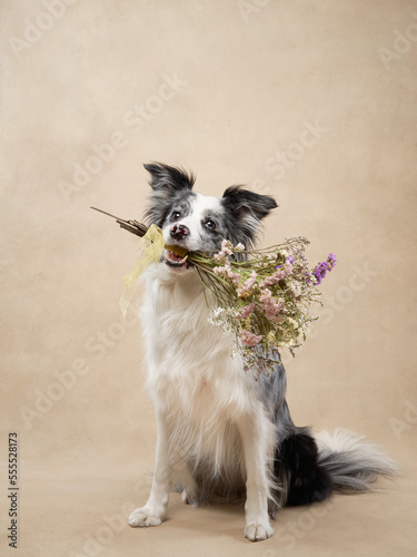 Fototapeta Naklejka Na Ścianę i Meble -  Marble Border Collie with flowers. Cute dog on a beige canvas background in studio