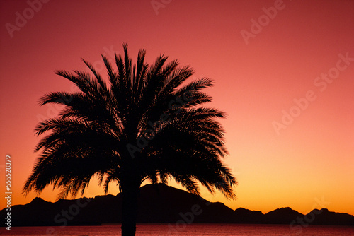 Silhouette of Palm Tree at Sunrise Near Guaymas, Mexico photo