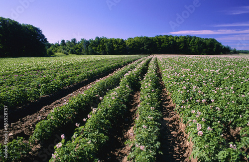 Potato Field, Portageville, New York, USA photo