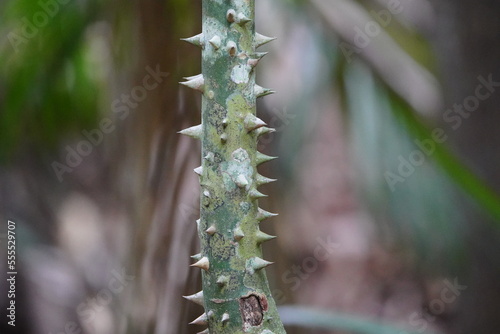 Ceiba pentandra is a tropical tree of the order Malvales and the family Malvaceae (previously separated in the family Bombacaceae). Location: Amazon, Brazil photo