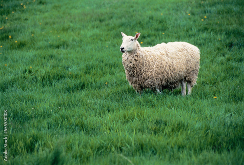 Sheep Standing in Field Morrisburg, Ontario, Canada photo