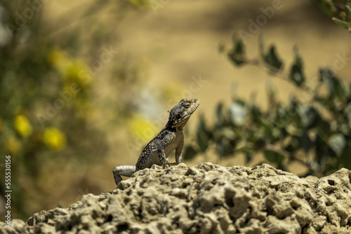 lizard on a stone © Ehud