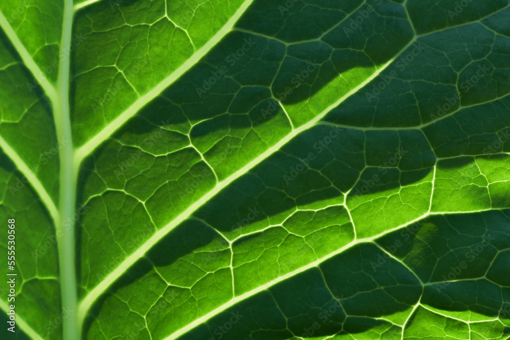 Close-up view of bite marks on a kale leaf Close-up view of bite marks on a kale leaf