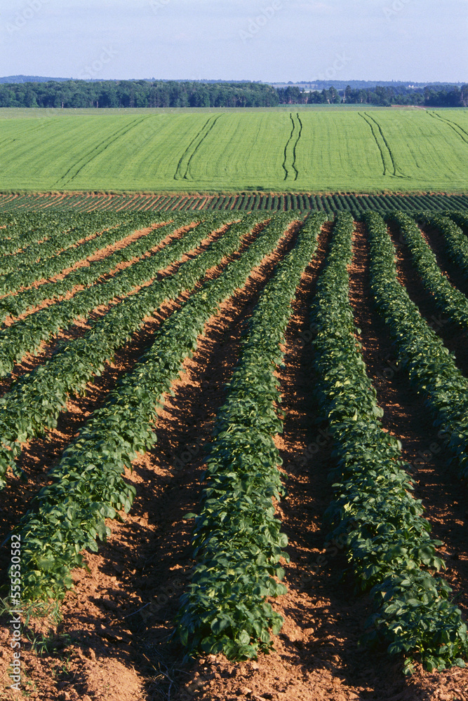 Potato Field, Kinkora, Prince Edward Island, Canada Potato Field, Kinkora, Prince Edward Island, Canada