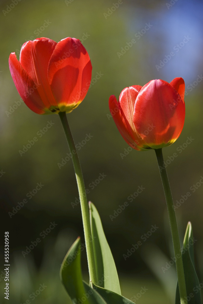 Red Tulips, Commissioners Park at Dow's Lake, Ottawa, Ontario, Canada Red Tulips, Commissioners Park at Dow's Lake, Ottawa, Ontario, Canada