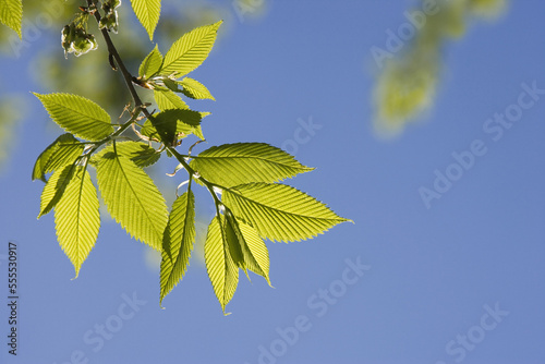 Elm Leaves in Spring