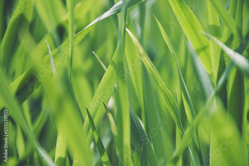 Close-Up of Grass photo