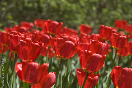 Red Tulips, Commissioners Park at Dow's Lake, Ottawa, Ontario, Canada photo