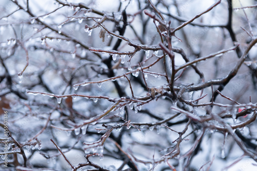 closeup of icy twigs outside. winter nature season with icy branch. selective focus.