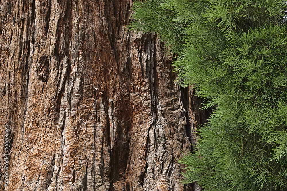 Cedar Tree, Chateau de Cheverny, Cheverny, Loir-et-Cher, Loire Valley, France Cedar Tree, Chateau de Cheverny, Cheverny, Loir-et-Cher, Loire Valley, France