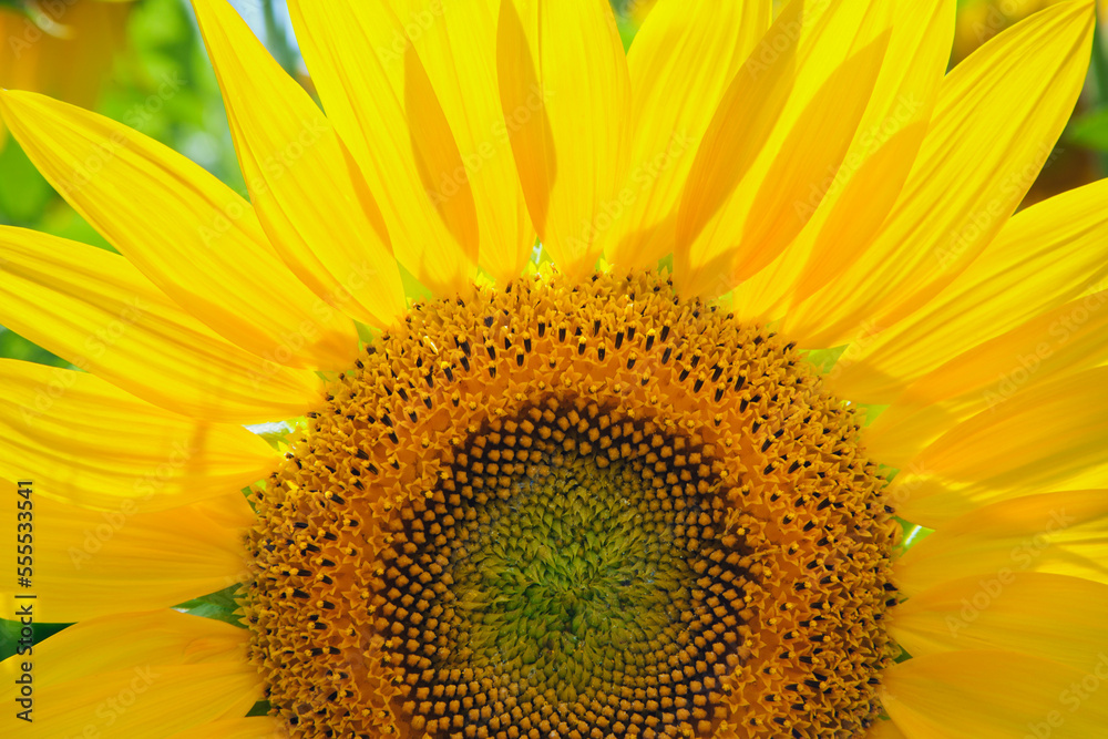Close up of Sunflower, Ottawa, Ontario, Canada Close up of Sunflower, Ottawa, Ontario, Canada