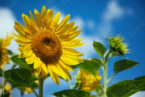Sunflowers, Ottawa, Ontario, Canada photo