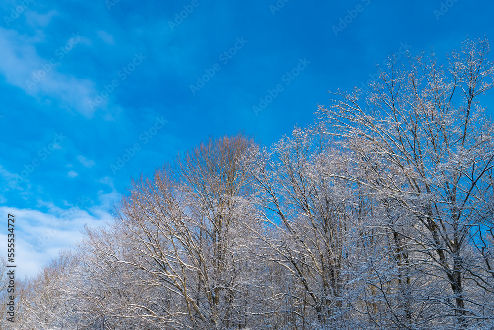 Frosty deciduous trees in snow forest in winter skyward on blue sky Frosty deciduous trees in snow forest in winter skyward on blue sky