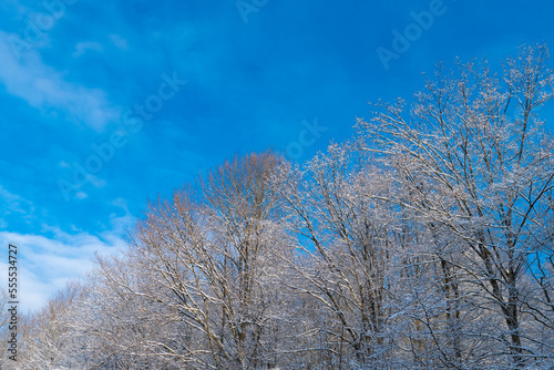 Frosty deciduous trees in snow forest in winter skyward on blue sky