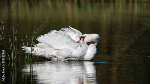 Swan on Blairs loch, Moray photo