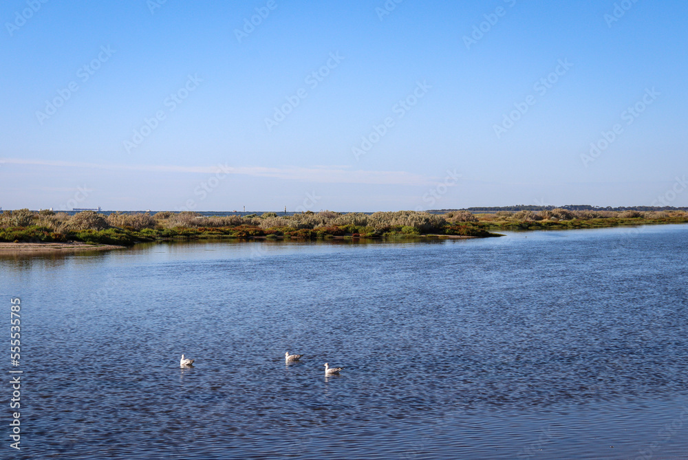 beach landscape with three seagulls on the water