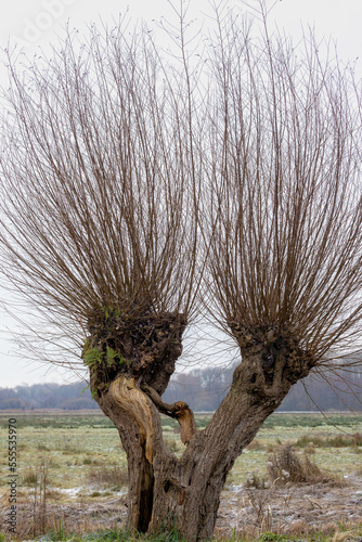 Фотография Winter landscape with one single pollarded willow tree on the side of street with cloudy sky, Nature path with green grass along the way and leafless tree, Countryside of the Netherlands