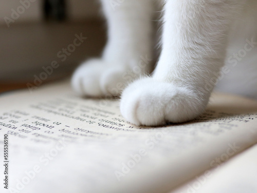 Cat paws © Eliza
