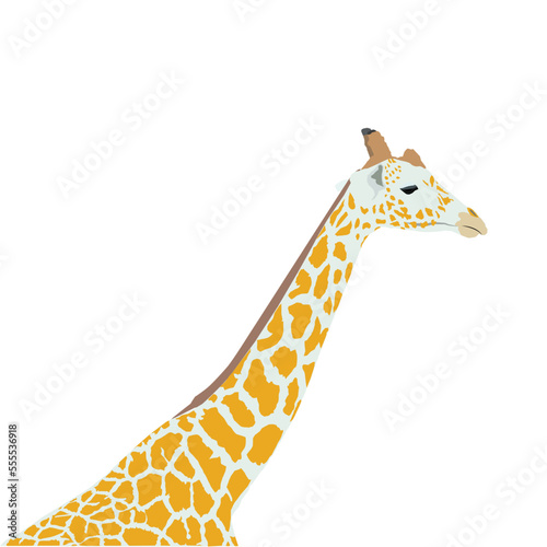Canvas Print A vector of giraffes head on isolated white background