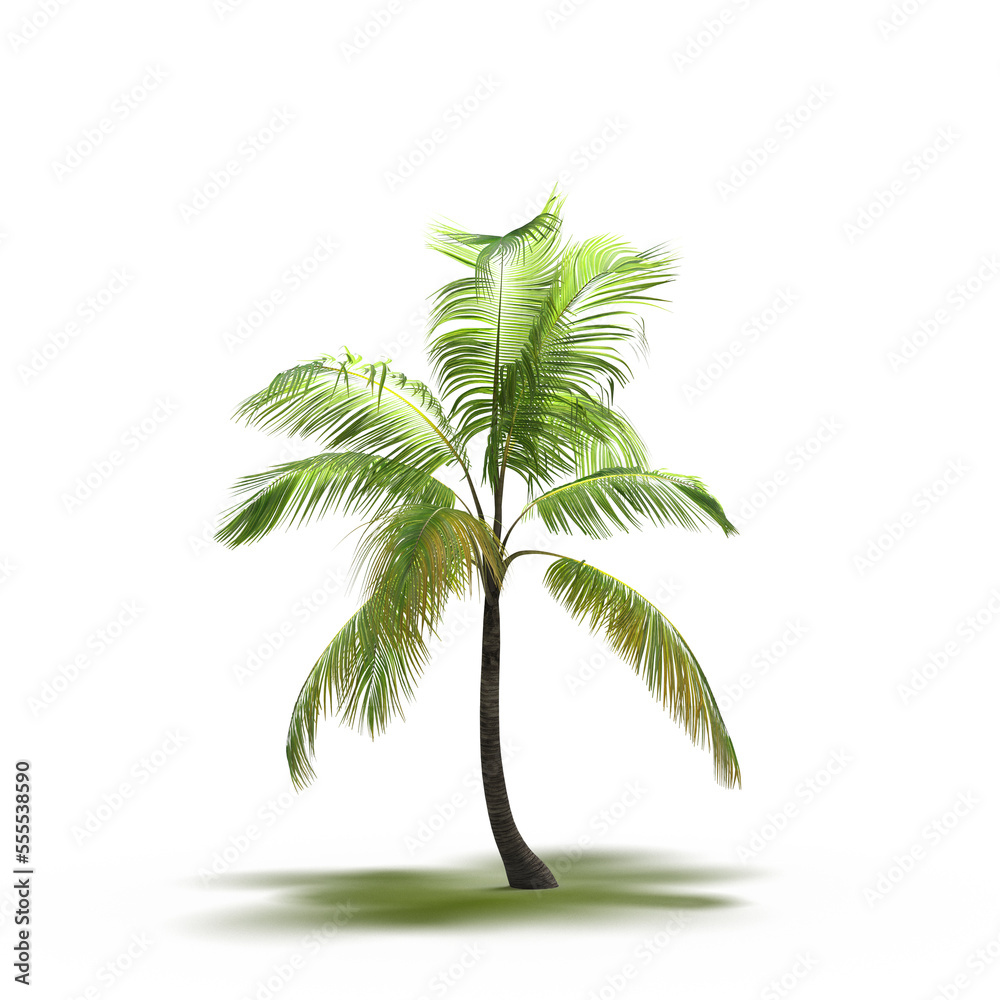 Fototapeta premium large tree with a shadow under it, isolated on white background, 3D illustration, cg render