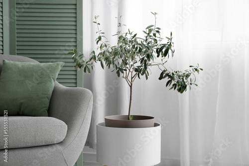 Decorative olive tree near light curtain in living room