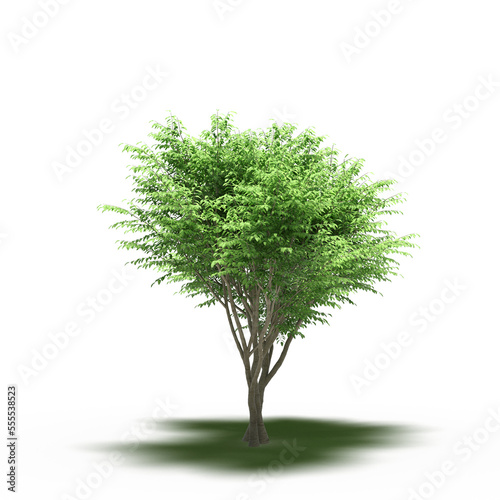 large tree with a shadow under it, isolated on white background, 3D illustration, cg render