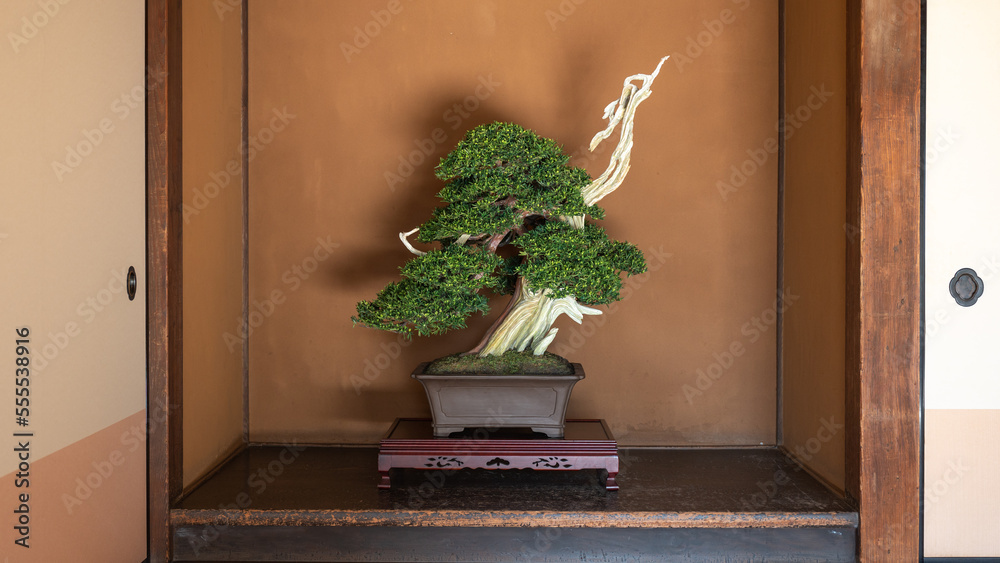 Fotobehang Bonsai 立派な盆栽｜日本家屋 和室 床の間 #555538916