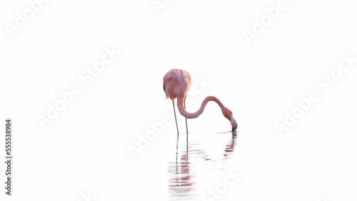 Flamingo Comiendo photo