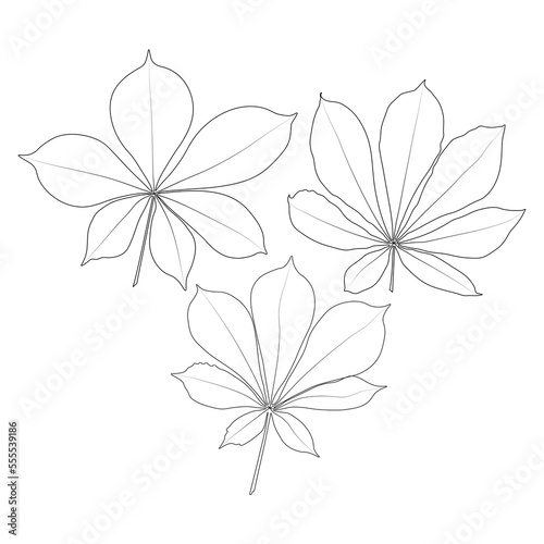 Set of vector chestnut leaf outline icon. Simple outline chestnut leaves illustration for logo. Realistic hand drawn leaves illustration set on white background.