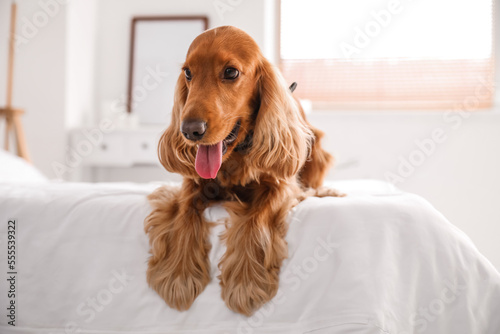 Red cocker spaniel lying on bed at home