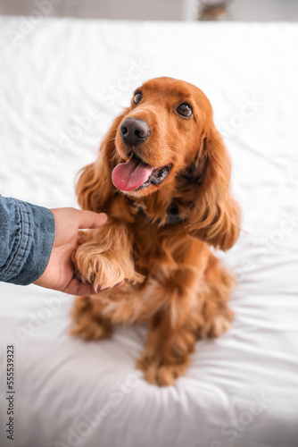 Red cocker spaniel with owner in bedroom, closeup