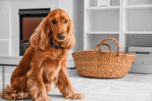 Red cocker spaniel sitting on floor at home