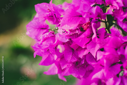 Las flores del NAPOLEON son su sello distintivo: de color fucsia violáceo, muy llamativas y vibrantes. Sin embargo, vale aclarar que existen otros colores de flores, aunque menos habituales. photo