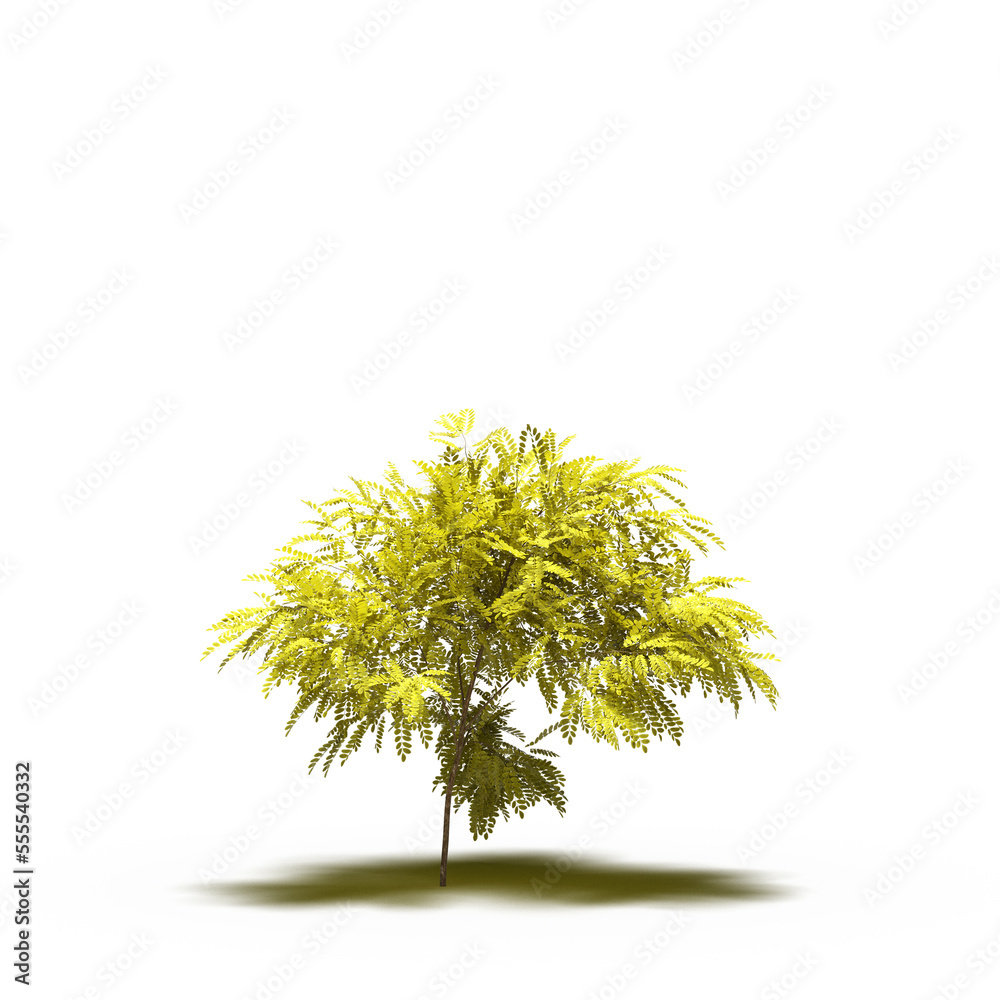 Fototapeta premium large tree with a shadow under it, isolated on white background, 3D illustration, cg render 