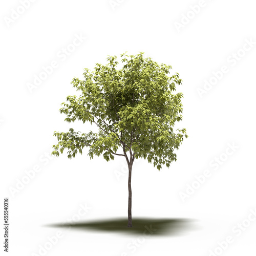 large tree with a shadow under it  isolated on white background  3D illustration  cg render 