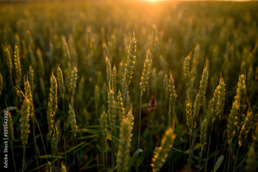 Fototapeta premium Green wheat against the background of Sunset. Beautiful summer landscape.