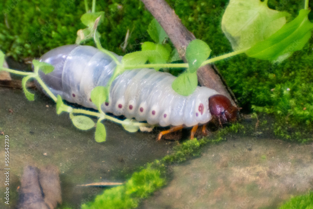 fotograf-a-macro-de-larva-de-escarabajo-rinoceronte-o-h-rcules-stock