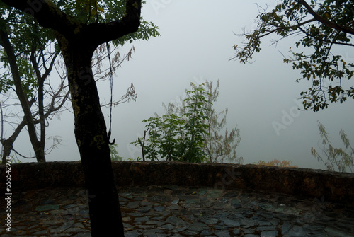 Tarde nublada en el bosque