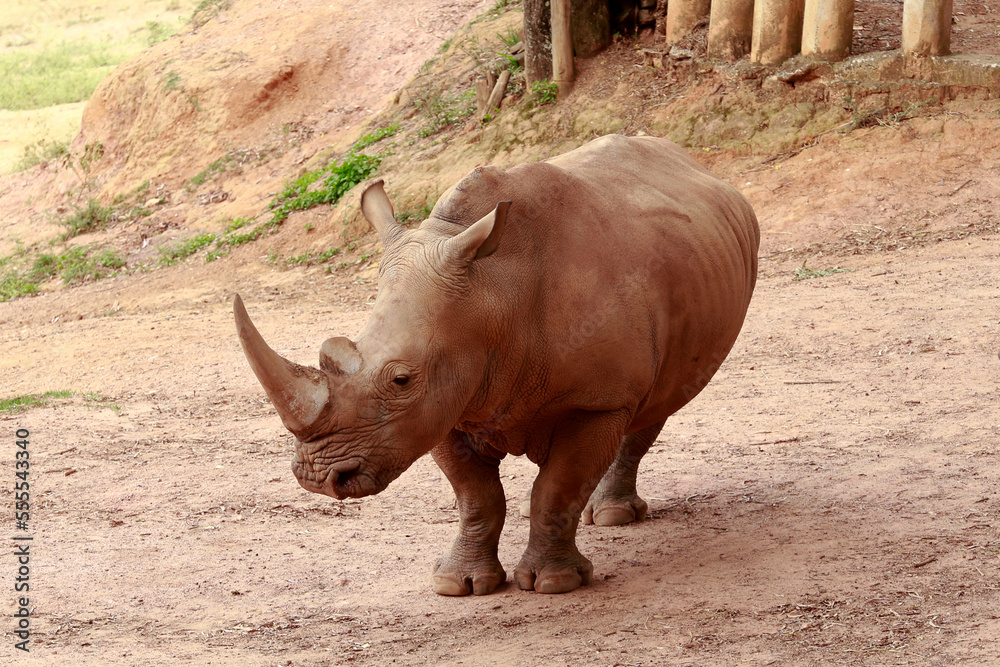 Obraz premium White rhinoceros