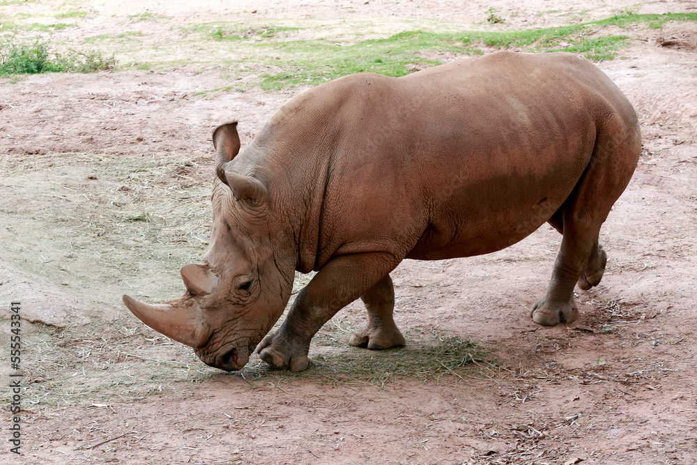 Obraz premium White rhinoceros