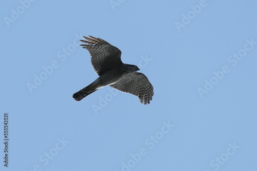 eurasian sparrowhawk in flight
