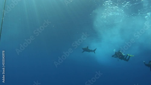 Underwater scene - Longimanus shark swimming near tho scuba divers photo
