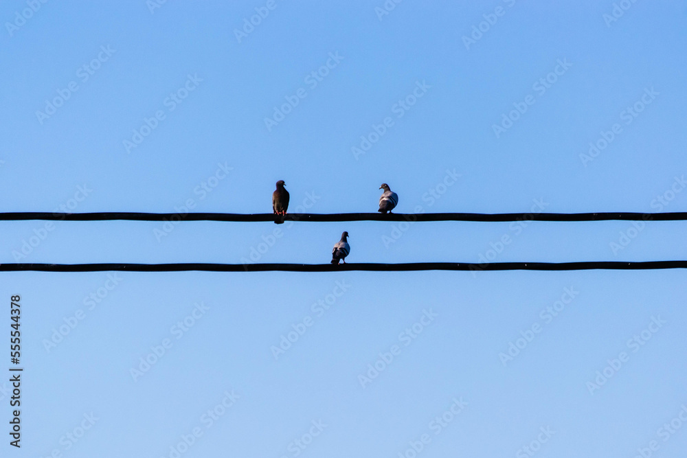 Three birds on two wires, closeup, with blue sky behind, arranged as musical notes Three birds on two wires, closeup, with blue sky behind, arranged as musical notes