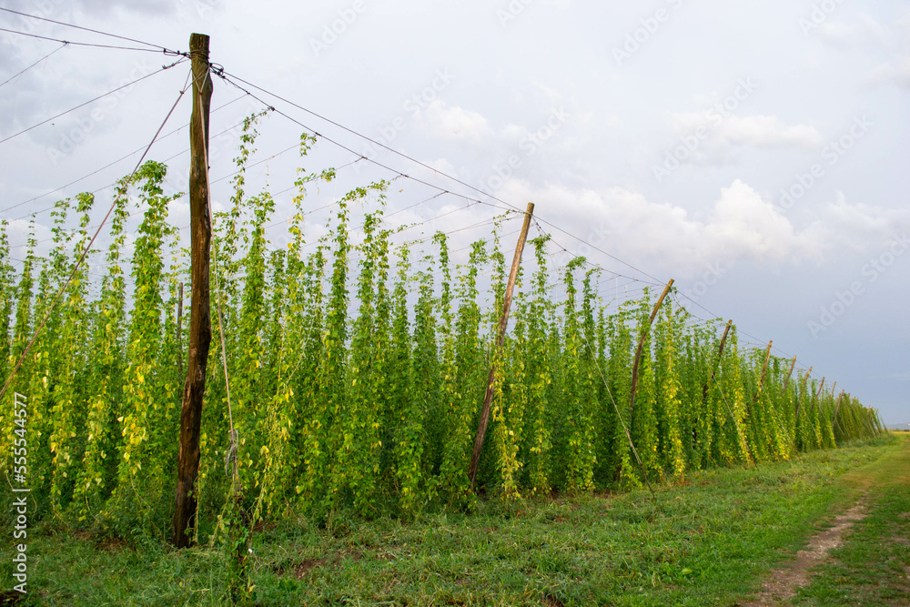 Obraz premium Bean plant crop growing on wires